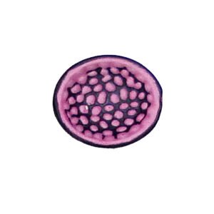 CAST IRON CABINET KNOB HAND PAINTED 35mm #825 (Set of 6 Pcs)