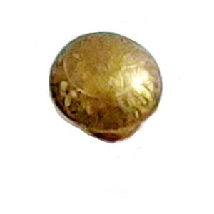 Brass Cabinet Knob 35mm #2187 (Set of 6 Pcs)