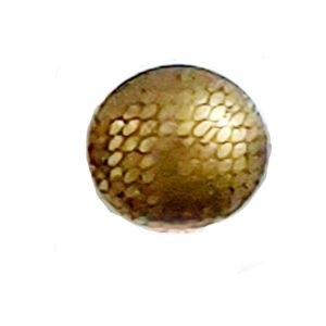 Brass Cabinet Knob 35mm #2218 (Set of 6 Pcs)